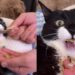 Gatinho com paralisia cerebral emociona a web com lição de superação e afeto
