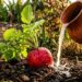 Os rabanetes germinam como fermento: ao molhá-los na terra, adicione meio copo de água de lavagem de arroz