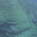 Animal gigante com 2.050 anos é descoberto e cientistas o consideram o mais velho do mundo