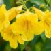 A arvoreta que virou a favorita das varandas porque floresce amarelo quase o ano todo e pode ser cultivada em vasos