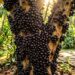 Como podar a jabuticabeira para obter mais frutos limpando o centro da copa para que o sol bata direto no tronco