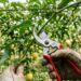 Como podar os galhos do maracujá para obter mais frutos evitando que a treliça vire um emaranhado sem luz