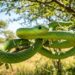 O cientista que foi mordido por uma cobra e documentou os efeitos do veneno até falecer em decorrência disso