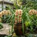 A orquídea de frio que não precisa ser pendurada em árvores e tem impressionado ao florescer perfeitamente no chão do quintal