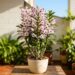 Para a orquídea durar anos: o macete não é o excesso de água, mas fazê-la passar "sede" no inverno para florescer na primavera