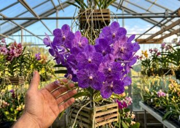A orquídea tailandesa que não precisa ser plantada em substrato ou terra e tem impressionado os colecionadores ao redor do mundo
