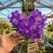 A orquídea tailandesa que não precisa ser plantada em substrato ou terra e tem impressionado os colecionadores ao redor do mundo