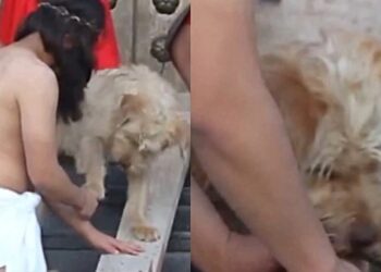 Cachorro invade encenação de Jesus e reação inesperada emociona multidão