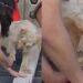 Cachorro invade encenação de Jesus e reação inesperada emociona multidão
