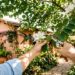 A árvore que virou a favorita em pequenos jardins porque além de atrair beija-flores, não cresce demais e preserva o encanamento