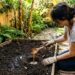 Os pepinos germinam como fermento: ao plantá-los no buraco, adicione uma colher de sopa de infusão de casca de banana