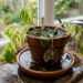 Como salvar uma planta afogada em menos de um minuto: truque caseiro eficaz trocando o fundo do vaso por pedaços de isopor