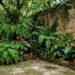 Plante uma vez e desfrute para sempre: as cinco plantas que crescem na sombra e transformam cantos esquecidos do jardim