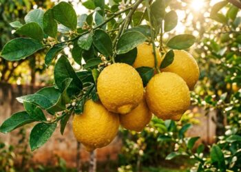 Como podar um limoeiro para obter mais frutos e um crescimento mais saudável