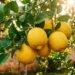 Como podar um limoeiro para obter mais frutos e um crescimento mais saudável