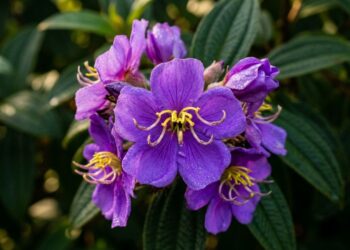 A árvore nativa que virou a favorita no paisagismo urbano porque resiste à poluição e colore a rua de roxo sem estourar o cimento