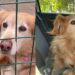 Ficou 11 anos no abrigo e o motivo pode explicar por que muitos cães nunca são adotados