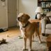 Um estudo genético em cães da raça Golden Retriever detecta genes ligados às emoções também em humanos