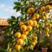 A fruta perfumada que marcou a infância dos nossos avós e está voltando aos jardins porque atrai pássaros cantores