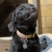 Cãozinho abandonado emociona as pessoas ao "sorrir" na esperança de ser adotado. Você resistiria a essa fofura?