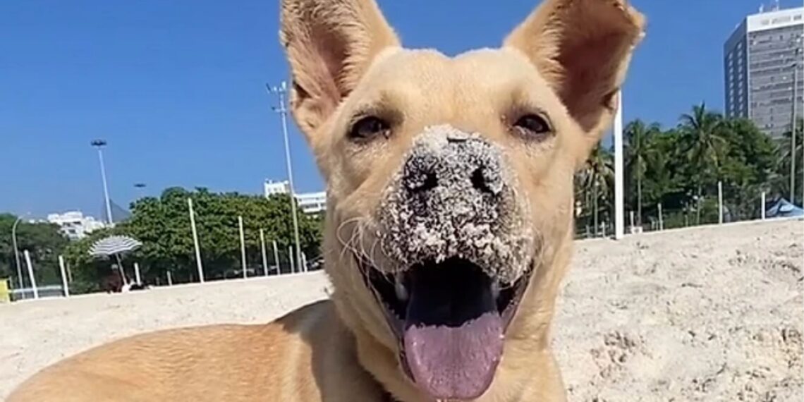 "Ela grudou em mim e ficou me seguindo": mulher resgata uma vira-lata caramelo e muda a vida da cachorrinha para sempre