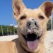 "Ela grudou em mim e ficou me seguindo": mulher resgata uma vira-lata caramelo e muda a vida da cachorrinha para sempre