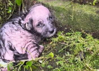 Cachorrinha encontrada congelando de frio se recupera e recebe amor da nova família, "Se ela ficasse mais algumas horas lá fora, não sobreviveria"