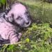 Cachorrinha encontrada congelando de frio se recupera e recebe amor da nova família, "Se ela ficasse mais algumas horas lá fora, não sobreviveria"