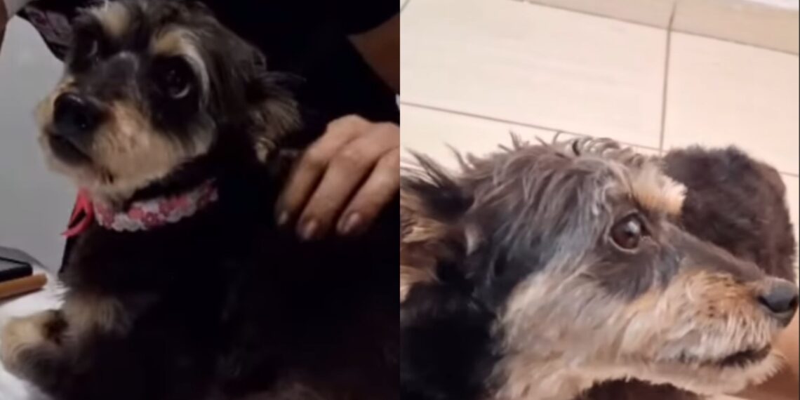 Cadela grávida é encontrada na rua e, por um milagre, seus 6 filhotes foram retirados com vida