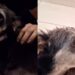Cadela grávida é encontrada na rua e, por um milagre, seus 6 filhotes foram retirados com vida