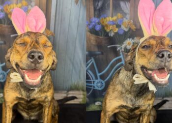 Nádia, a cachorrinha que sorri e chama atenção na internet pela sua alegria