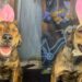 Nádia, a cachorrinha que sorri e chama atenção na internet pela sua alegria