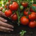 Faça os tomates crescerem no jardim adicionando borra de café no solo