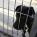 Cachorro abandonado na chuva é encontrado encolhido em rua movimentada