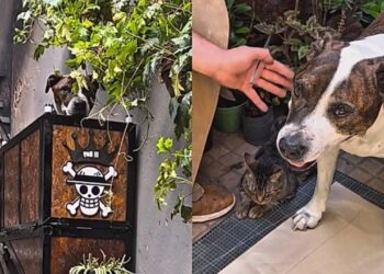 Ele não quis ver seu cão sofrer e construiu um elevador dentro de casa para ajudá-lo a viver melhor