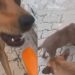 Cadela surpreende ao colocar filhote em primeiro lugar mesmo com fome na rua