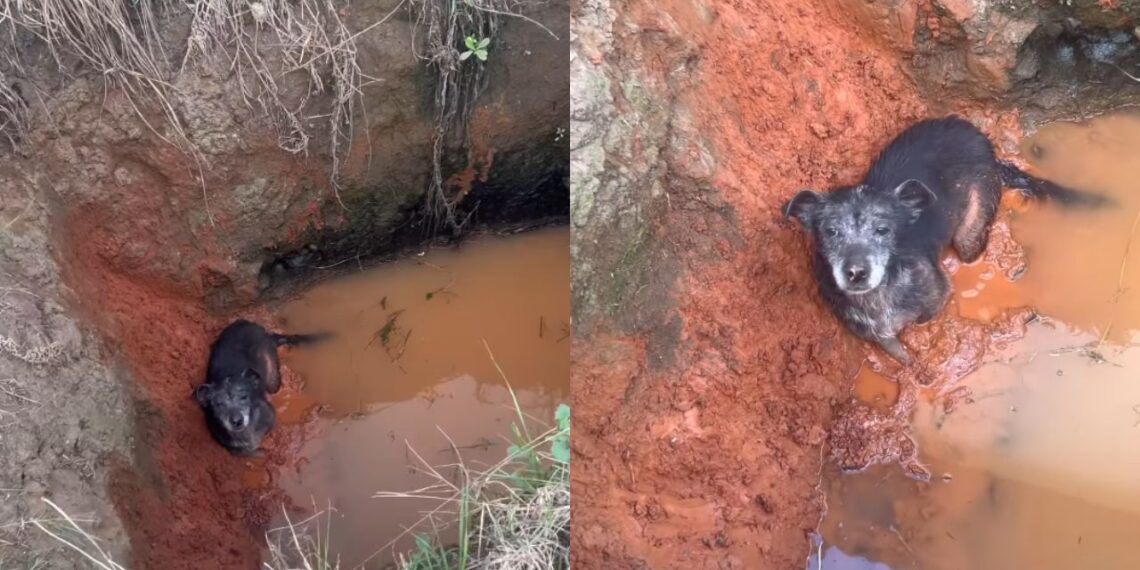 Cadela idosa cai em vala e ganha nova chance com ajuda de humanos e um cão caramelo