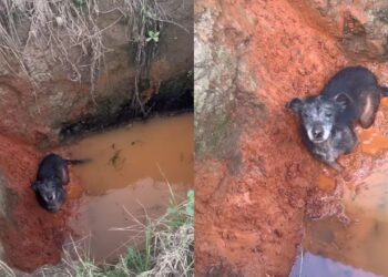 Cadela idosa cai em vala e ganha nova chance com ajuda de humanos e um cão caramelo