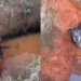 Cadela idosa cai em vala e ganha nova chance com ajuda de humanos e um cão caramelo
