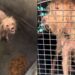 Cachorro “sorri” mesmo após abandono e emociona ao mostrar que ainda acredita em um lar