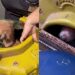Cachorra idosa é resgatada após anos de confinamento e muda completamente ao receber amor