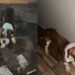 Filhote de pitbull abandonado na rua emociona em Goiás após gesto que mudou seu destino