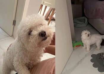 Cachorro cego emociona ao reconhecer tutora apenas pela voz em momento encantador