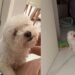 Cachorro cego emociona ao reconhecer tutora apenas pela voz em momento encantador