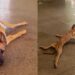 Cachorro dado como caso perdido escapa da eutanásia e surpreende com recuperação emocionante