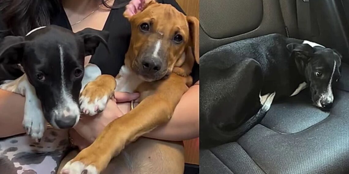 Cães adotados juntos são devolvidos poucos dias depois e história gera indignação nas redes