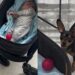 Cachorrinho tenta ensinar novo melhor amigo a brincar de bolinha e encanta a web