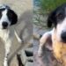 Protetor segue intuição final e encontra cão idoso desaparecido em cena emocionante