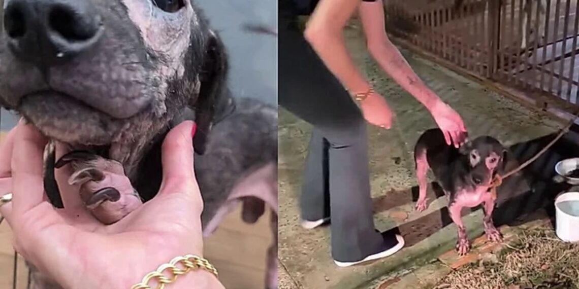 Cão Amendoim emociona ao correr feliz ao ouvir voz de sua tutora após resgate