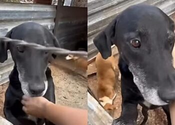 Cão adotado é devolvido por não subir escadas e abrigo faz alerta sobre adoção responsável